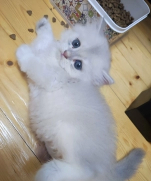 Pişik