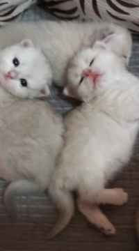 Pişik