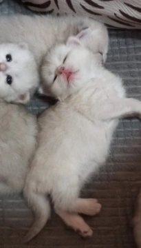 Pişik