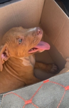 Pitbull