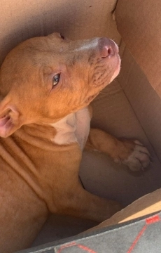 Pitbull
