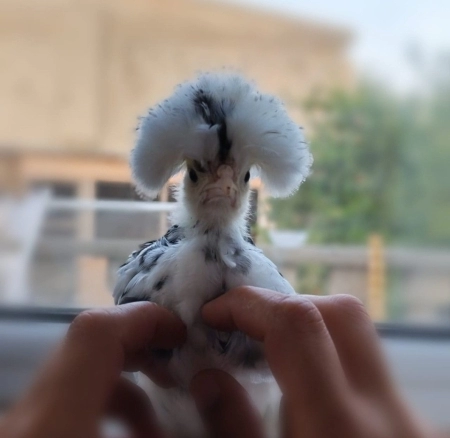 Coco fizan toyuğu