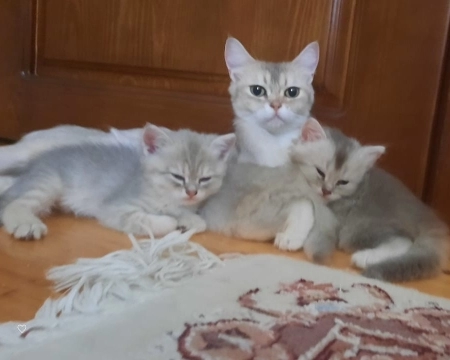 Şinşila 