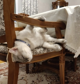 Şinşila 