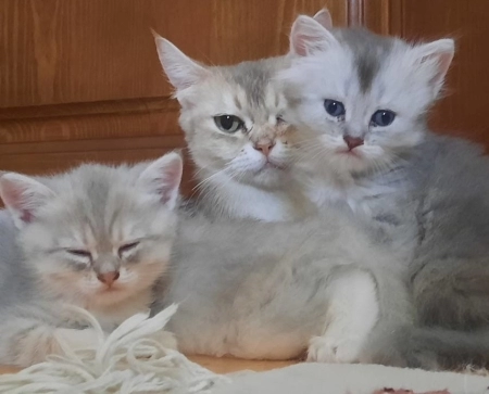 Şinşila 