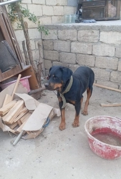 Rotveyler