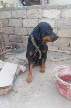 Rotveyler