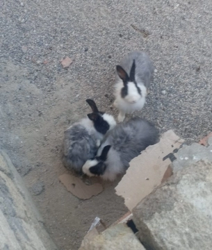 Dovşanlar
