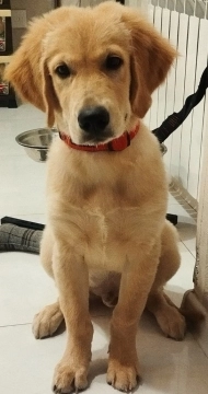 Golden retriver