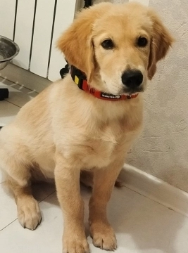 Golden retriver