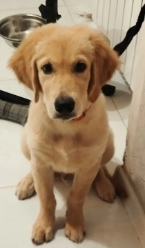 Golden retriver