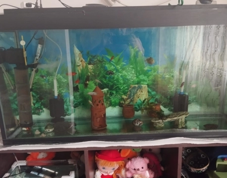 Akvarium və balıqlar