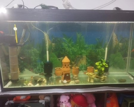 Akvarium və balıqlar