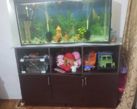 Akvarium və balıqlar