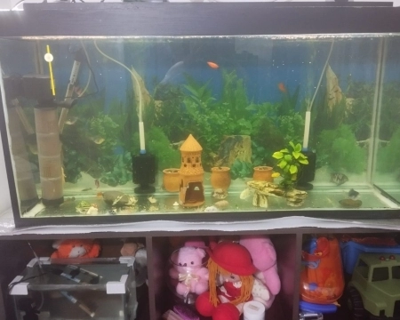 Akvarium və balıqlar