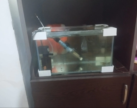 Akvarium və balıqlar