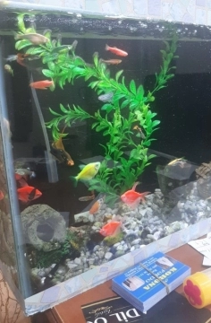 Akvarium və balıqlar