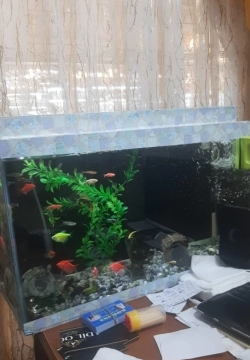 Akvarium və balıqlar