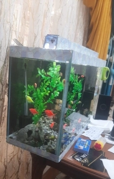Akvarium və balıqlar