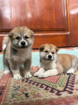 Akita-inu balalar