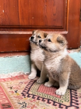 Akita-inu balalar