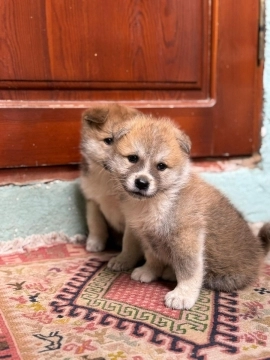Akita-inu balalar