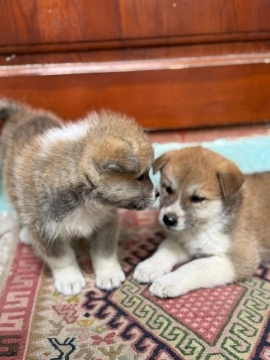 Akita-inu balalar