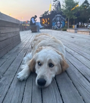 Golden retriver