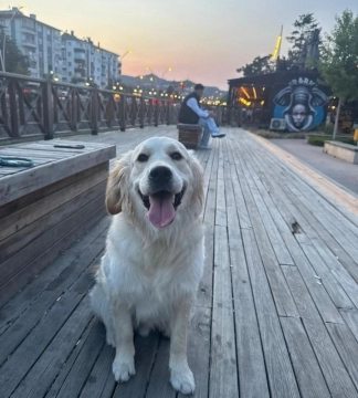 Golden retriver
