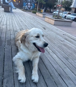 Golden retriver
