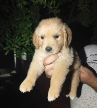 Golden retriver balası