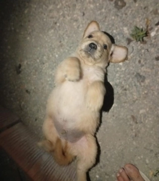 Golden retriver balası