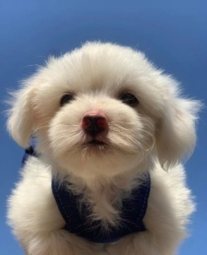 Maltipoo