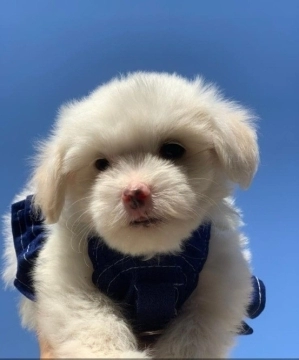 Maltipoo