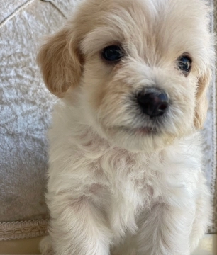 Maltipoo