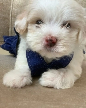 Maltipoo