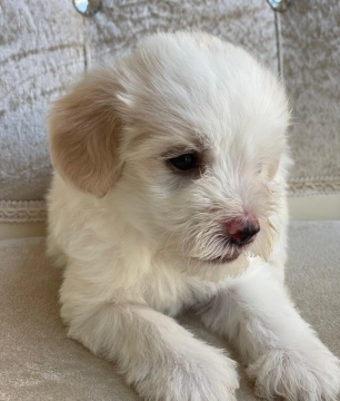 Maltipoo