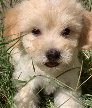 Maltipoo