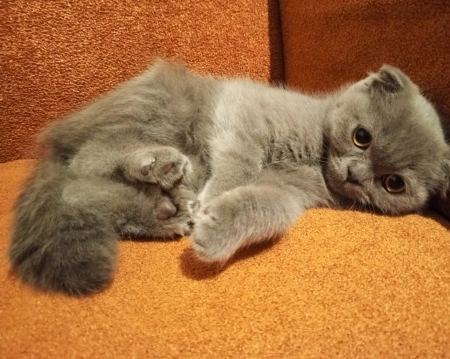 Şotland pişiyi.