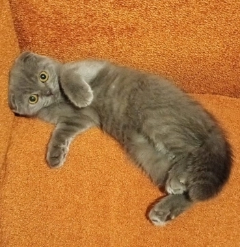 Şotland pişiyi.