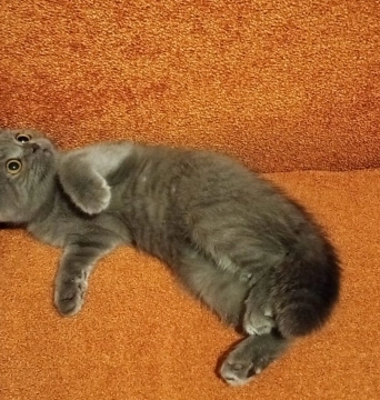 Şotland pişiyi.