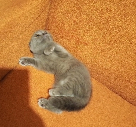 Şotland pişiyi.