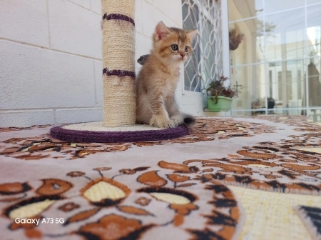 Britan qızılı şinşilla