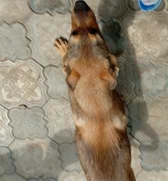 Itlər satılır təcili 