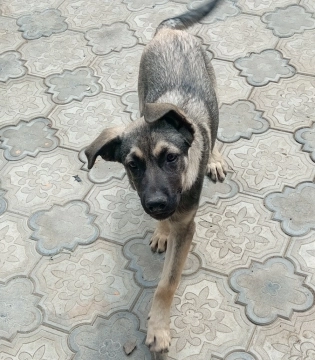 Itlər satılır təcili 