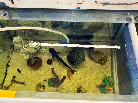 Akvarium