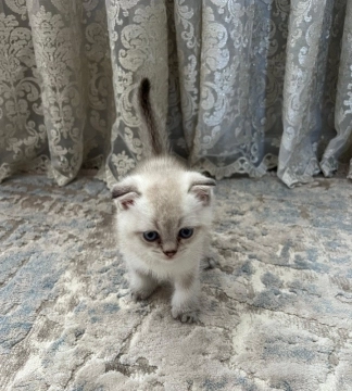 Silver gold şinşilla 