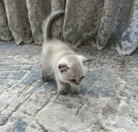 Silver gold şinşilla 
