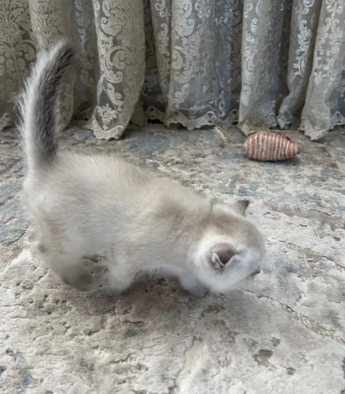 Silver gold şinşilla 