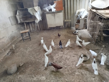 Göyərçin